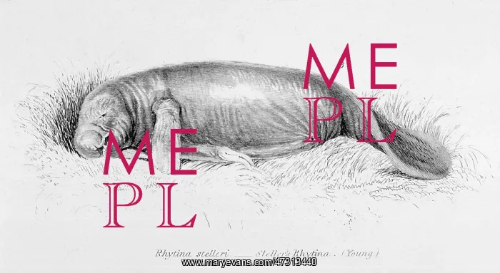 : STELLER'S SEA-COW : STELLER'S SEA-COW