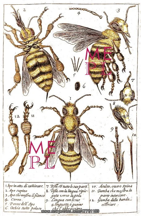 : Stelluti's Microscopic Bee Drawings, 1630 : Stelluti's Microscopic Bee Drawings, 1630
