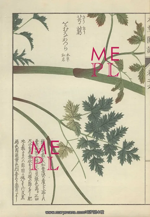 : Stem and pale and dark green leaf fronds of : Stem and pale and dark green leaf fronds of