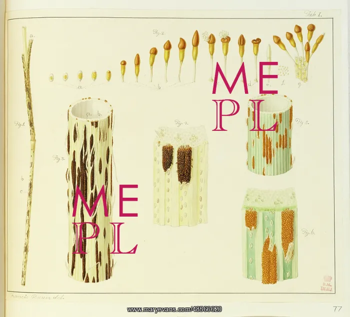 : Stem rust, Puccinia, wheat, Triticum aestivum : Stem rust, Puccinia, wheat, Triticum aestivum