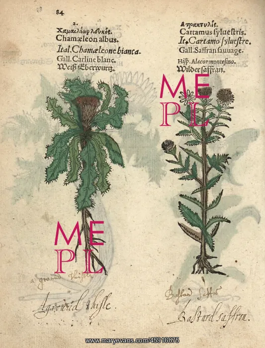 : Stemless carline thistle, Carlina acaulis : Stemless carline thistle, Carlina acaulis