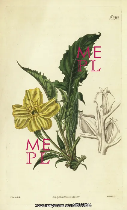 : Stemless evening primrose, Oenothera triloba : Stemless evening primrose, Oenothera triloba