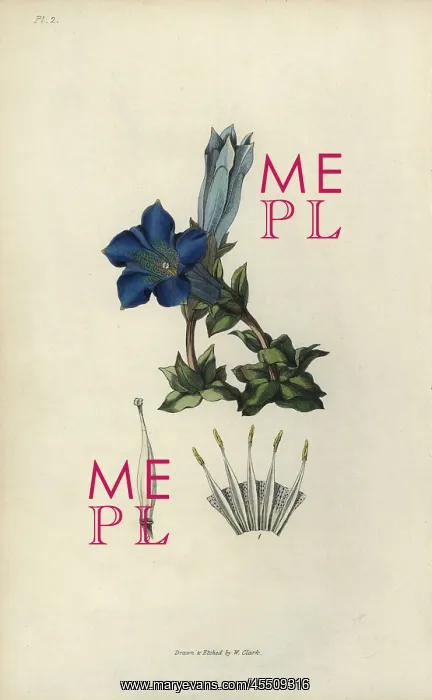 : Stemless gentian, Gentiana acaulis : Stemless gentian, Gentiana acaulis