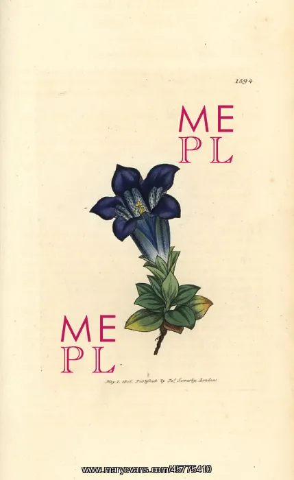 : Stemless gentian, Gentiana acaulis : Stemless gentian, Gentiana acaulis