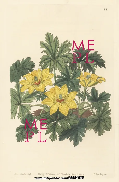 : Stemless globeflower, Trollius acaulis : Stemless globeflower, Trollius acaulis