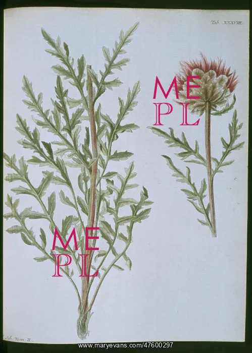 : Stemmacantha uniflora : Stemmacantha uniflora