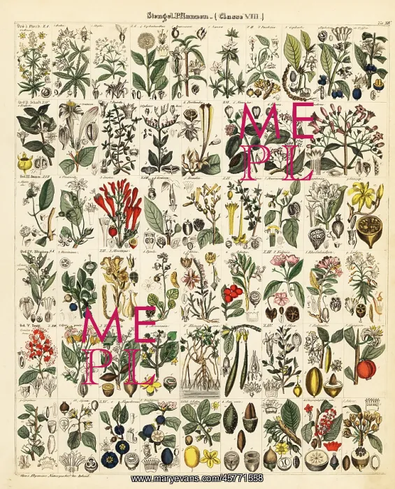 : Stemmed plants : Stemmed plants