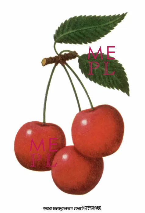  : Stemmed Red Cherries