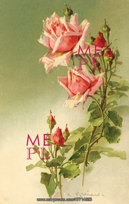 : Stems of Pink Roses : Stems of Pink Roses
