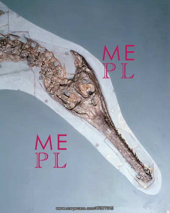 : Steneosaurus bollensis : Steneosaurus bollensis