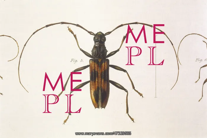  : STENOCHORUS GIGAS