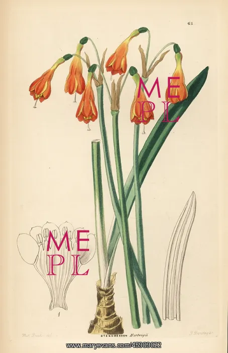 : Stenomesson aurantiacum : Stenomesson aurantiacum