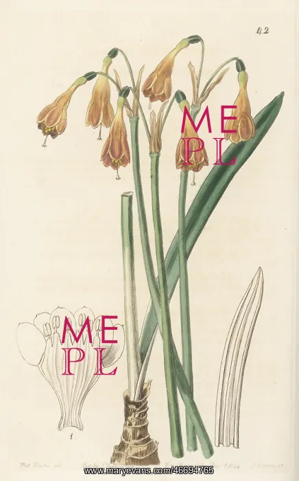 : Stenomesson aurantiacum : Stenomesson aurantiacum