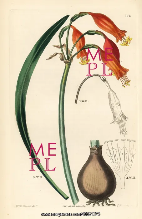 : Stenomesson miniatum : Stenomesson miniatum