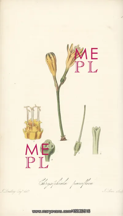 : Stenomesson pauciflorum : Stenomesson pauciflorum