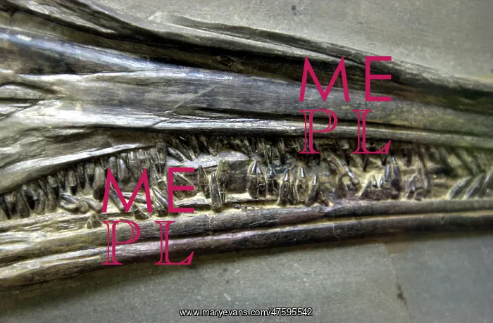 : Stenopterygius quadriscissus, ichthyosaur : Stenopterygius quadriscissus, ichthyosaur