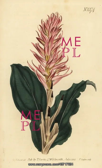 : Stenorrhynchos speciosum orchid : Stenorrhynchos speciosum orchid