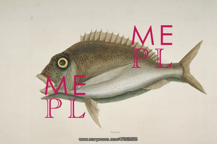 : Stenotomus chrysops, scup : Stenotomus chrysops, scup