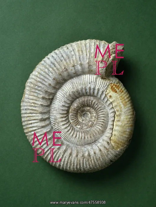 : Stephanoceras humphriesianum, ammonite : Stephanoceras humphriesianum, ammonite