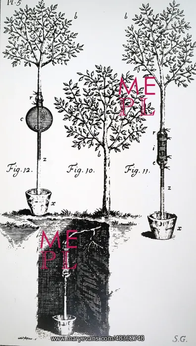 : Stephen Hales (1677-1761); experiments to determine : Stephen Hales (1677-1761); experiments to determine