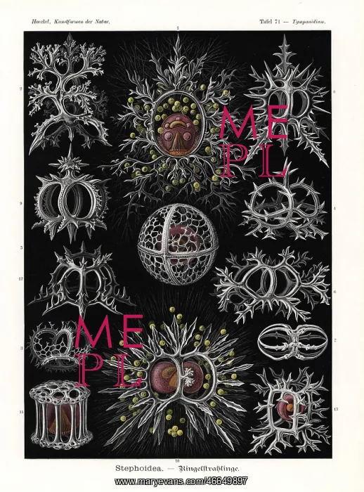 : Stephoidea radiolaria or radiozoa : Stephoidea radiolaria or radiozoa