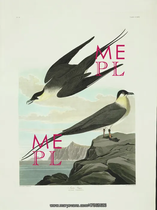 : Stercorarius longicaudus, long-tailed jaeger : Stercorarius longicaudus, long-tailed jaeger