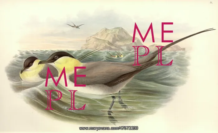 : Stercorarius longicaudus, long-tailed jaeger : Stercorarius longicaudus, long-tailed jaeger