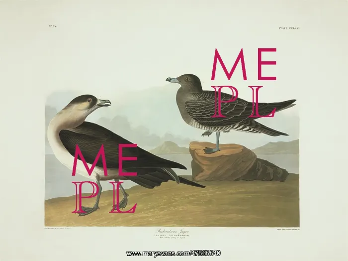 : Stercorarius parasiticus, parasitic jaeger : Stercorarius parasiticus, parasitic jaeger