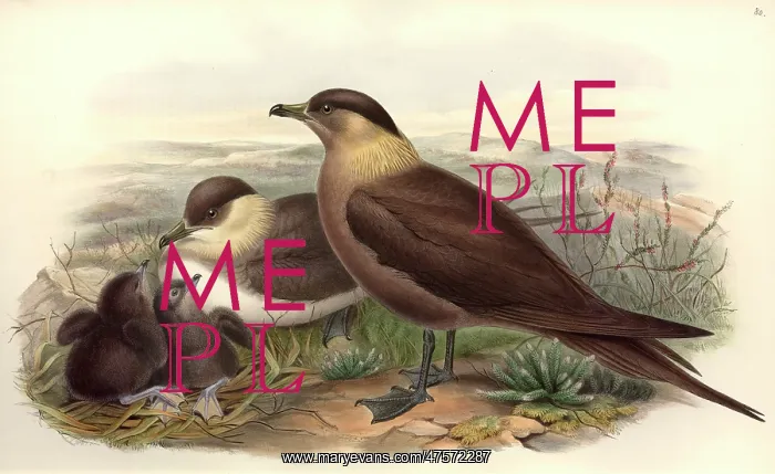 : Stercorarius parasiticus, parasitic jaeger : Stercorarius parasiticus, parasitic jaeger