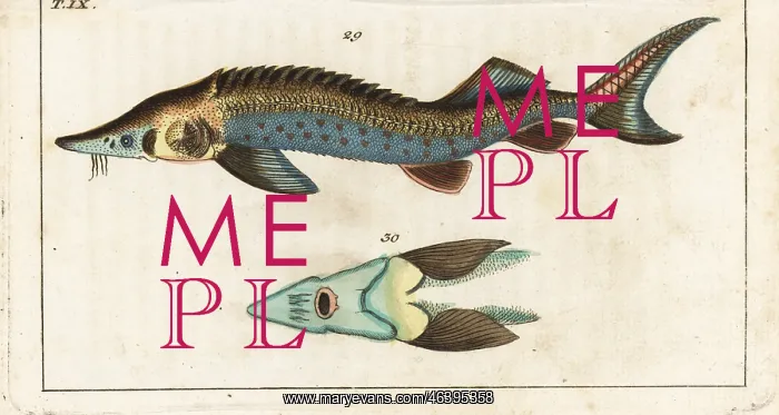  : Sterlet sturgeon, Acipenser ruthenus