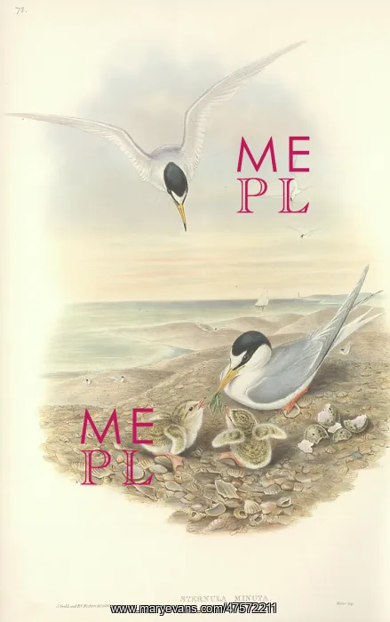 : Sterna albifrons, little tern : Sterna albifrons, little tern
