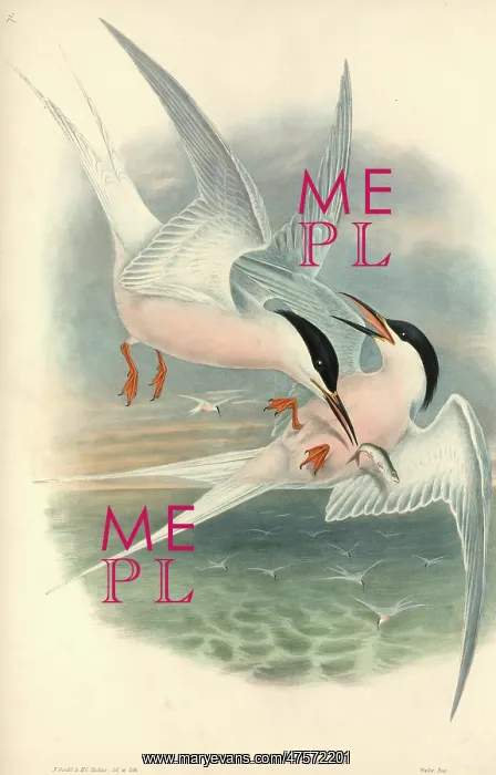 : Sterna dougallii, roseate tern : Sterna dougallii, roseate tern