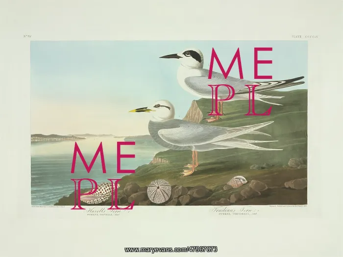 : Sterna forsteri, Forster's tern, Sterna trudeaui, Trudeau's : Sterna forsteri, Forster's tern, Sterna trudeaui, Trudeau's