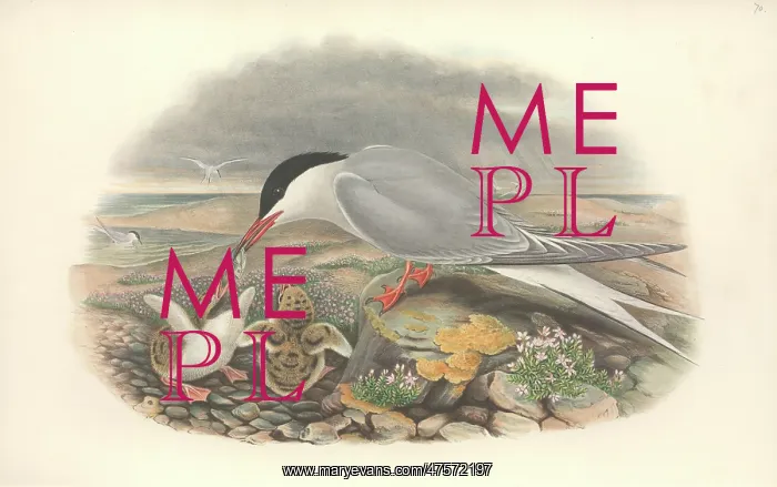 : Sterna hirundo, common tern : Sterna hirundo, common tern