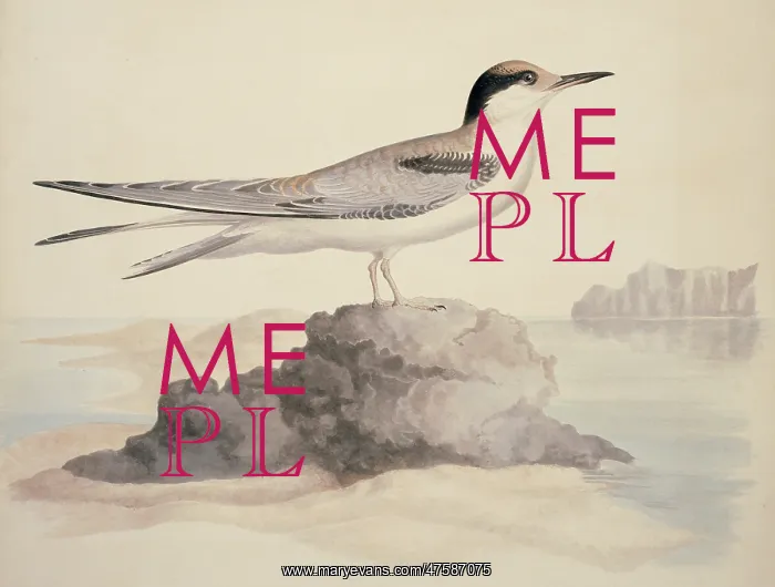 : Sterna hirundo, common tern : Sterna hirundo, common tern