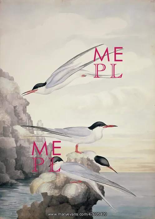 : Sterna hirundo, common tern : Sterna hirundo, common tern