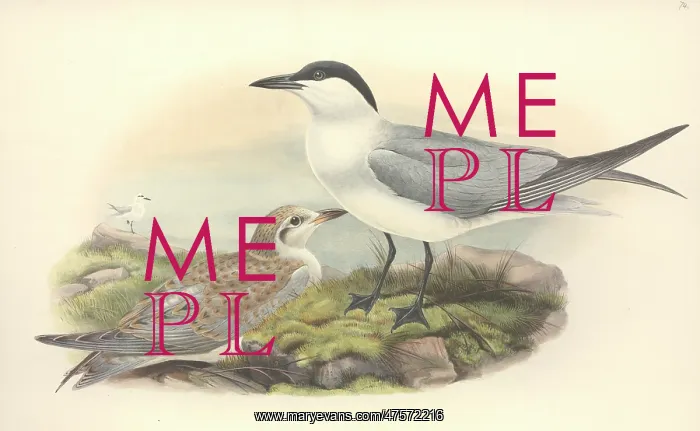 : Sterna nilotica, gull-billed tern : Sterna nilotica, gull-billed tern