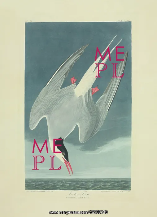  : Sterna paradisaea, Arcitc tern