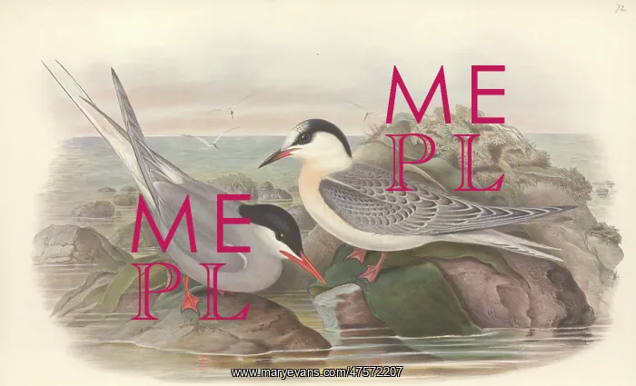 : Sterna paradisaea, Arctic tern : Sterna paradisaea, Arctic tern