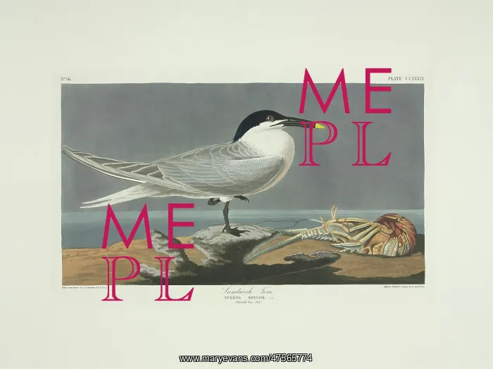 : Sterna sandvicensis, Sandwich tern : Sterna sandvicensis, Sandwich tern