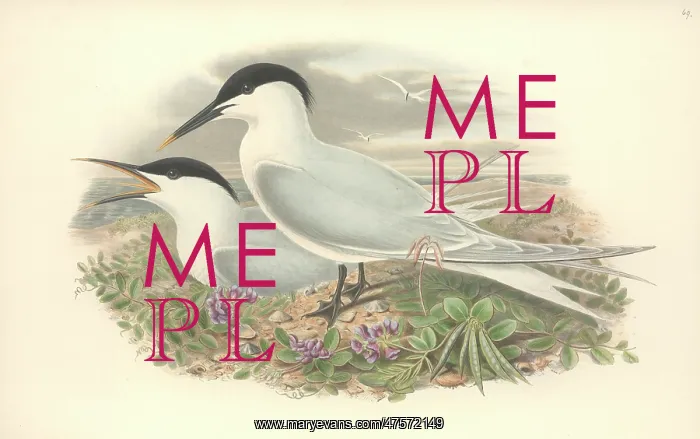 : Sterna sandvicensis, Sandwich tern : Sterna sandvicensis, Sandwich tern