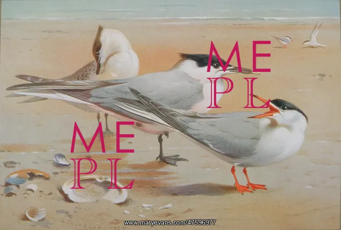 : Sterna sandvicensis, sandwich tern, Sterna hirundo, common t : Sterna sandvicensis, sandwich tern, Sterna hirundo, common t