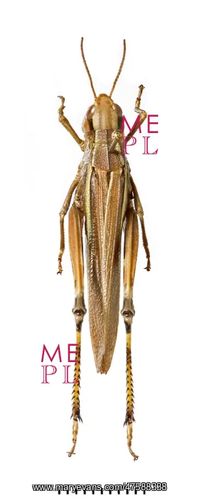 : Stethophyma grossum, large marsh grasshopper : Stethophyma grossum, large marsh grasshopper