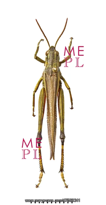 : Stethophyma grossum, large marsh grasshopper : Stethophyma grossum, large marsh grasshopper