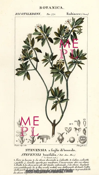 : Stevensia buxifolia : Stevensia buxifolia