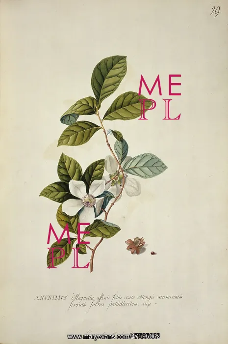 : Stewartia malacodendron L. silky camellia : Stewartia malacodendron L. silky camellia