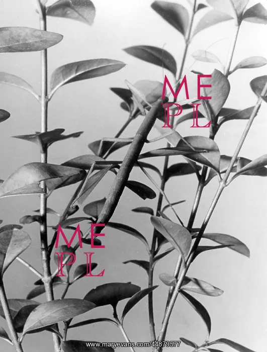  : STICK INSECT