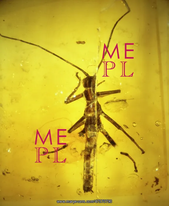 : Stick insect in amber : Stick insect in amber