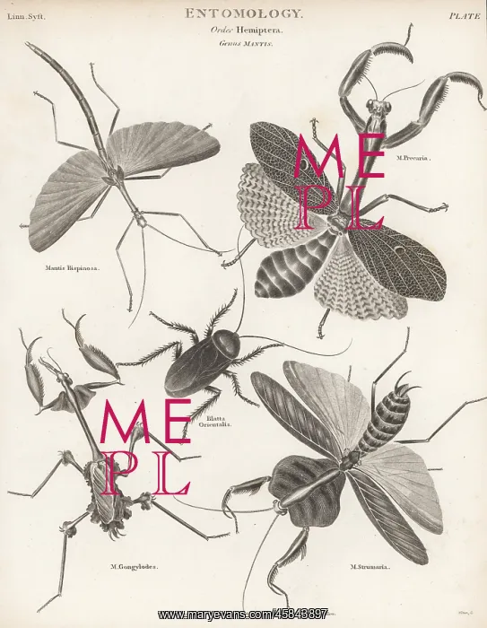 : Stick insect, praying mantis, cockroach, violin mantis, etc : Stick insect, praying mantis, cockroach, violin mantis, etc