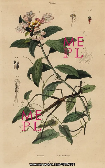 : Stick insect and Victorian Christmas bush : Stick insect and Victorian Christmas bush